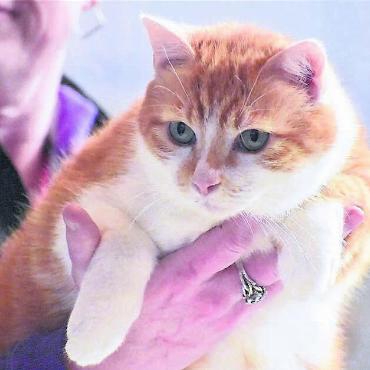 Schönste Samtpfote gesucht - Spieglein, Spieglein an der Wand, wer ist die schönste Katze im ganzen Land? Vielleicht dieses Exemplar? Bild: zg