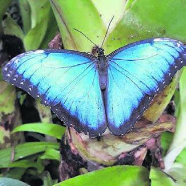Besuch im Papiliorama - Das Papiliorama ist immer einen Besuch wert. Hier bestaunt man die bunte Natur der Schmetterlinge. Bild: zg