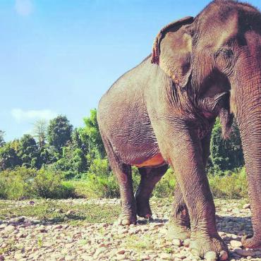 Zeigen Sie Ihre Ferien - Der Mahout (Elefantenführer) und sein Tier. Aufgenommen im «MandaLao Elephant Conservation» in Luang Prabang, Laos (Sommer 2018). Bild: Stefan Sprenger