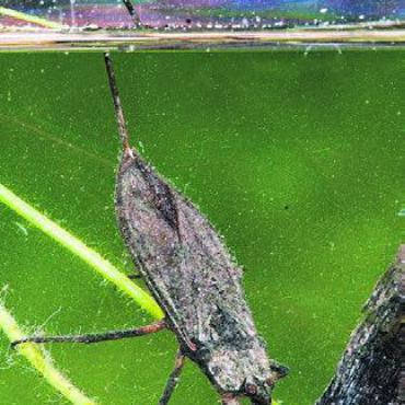 Wasserskorpion und Gelbrandkäfer - Die Unterwasserwelt in der Reuss hat Erstaunliches zu bieten, beispielsweise den Wasserskorpion. Bild: zg