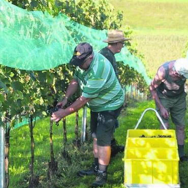 «Göttliches» aus Niederwil - Die Weinlese ist ein Höhepunkt im Kalender eines Winzers. In Niederwil wurden hier vor 130 Jahren ebenfalls Reben angepflanzt. Dann lange nicht mehr. Durch die Ur-Niederwiler Pensionäre gibt es wieder Wein vom Dorf.