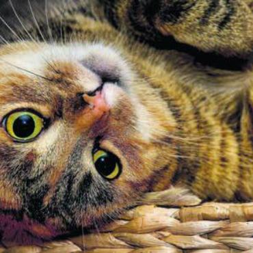 29 Katzen abgeholt - Eine Katzenhalterin darf künftig keine Tiere mehr besitzen. Bild: Thomas Beckert / pixelio.de