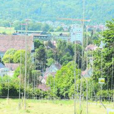 «Baustart erfolgt in Kürze» - Bis vor einem Jahr dominierte ein Stangenwald von Profilen den Rebberg. Im Juni 2022 wurde dann die Baubewilligung rechtskräftig.