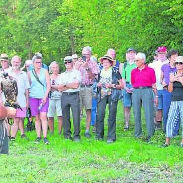 Von Fichten und Falken - Ein besonderes Highlight des Rundgangs: Falkner Norbert Wyssen mit einem Wanderfalken.