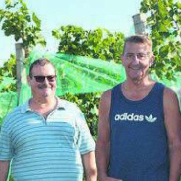 «Göttliches» aus Niederwil - Die Niederwiler sind Hobby-Winzer (v. l.): Kurt Heimberg, Hugo Gratwohl, Wädi Koch und Pius Meier. Bild: sab