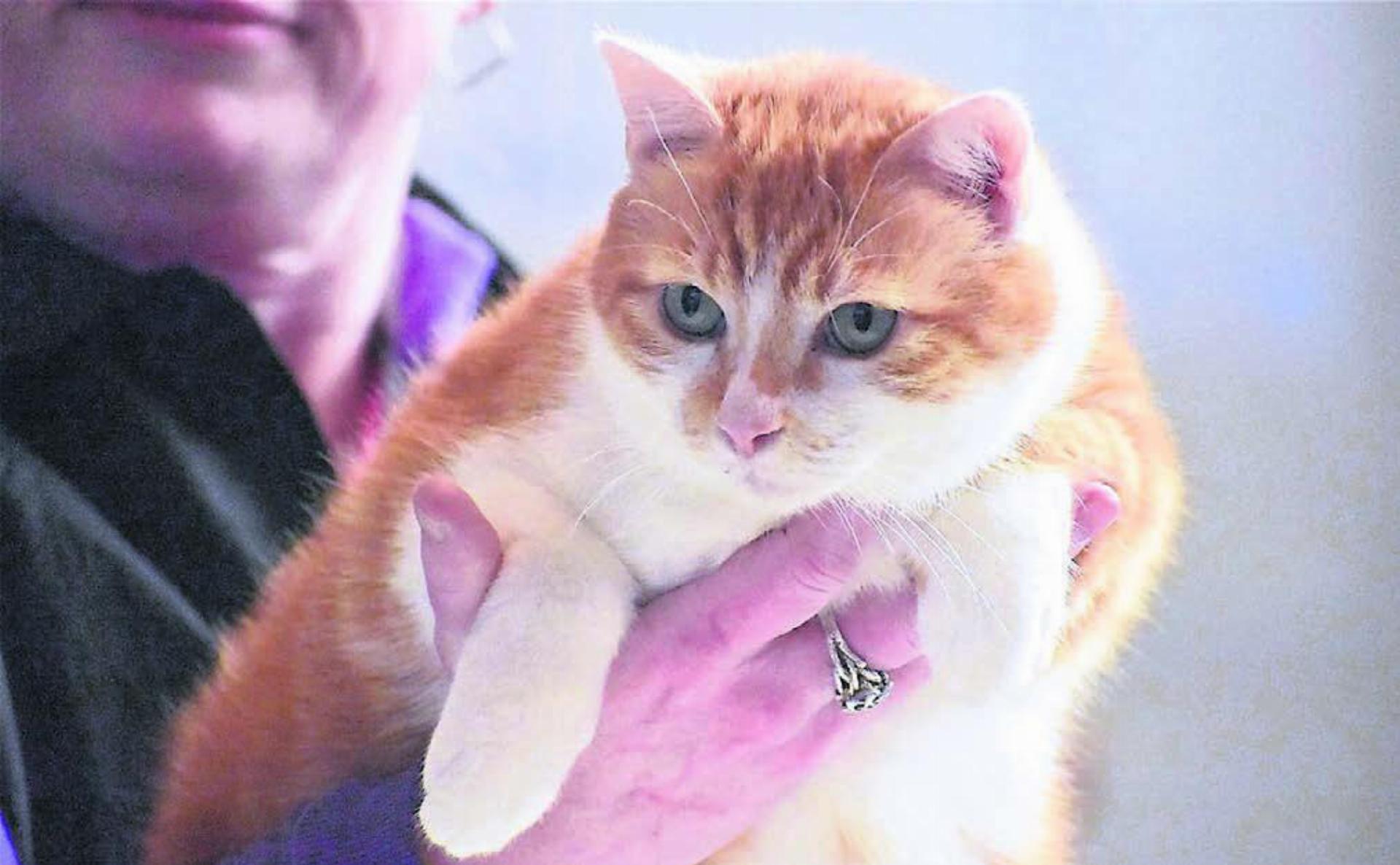 Spieglein, Spieglein an der Wand, wer ist die schönste Katze im ganzen Land? Vielleicht dieses Exemplar? Bild: zg