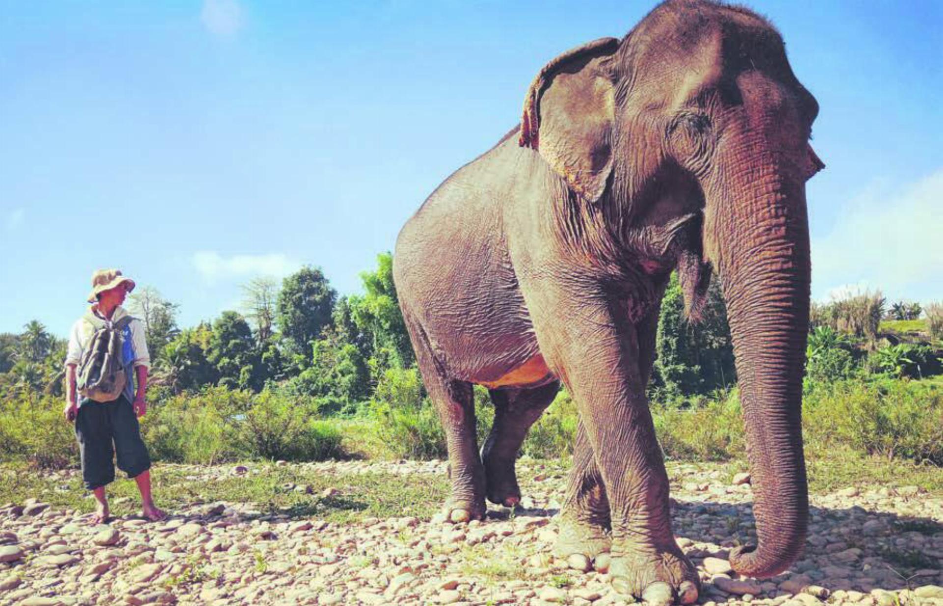 Der Mahout (Elefantenführer) und sein Tier. Aufgenommen im «MandaLao Elephant Conservation» in Luang Prabang, Laos (Sommer 2018). Bild: Stefan Sprenger