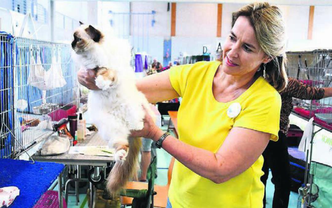 Die Waltenschwilerin Stefanie Burkard präsentiert eine der Birma-Katzen aus ihrer eigenen Zucht.