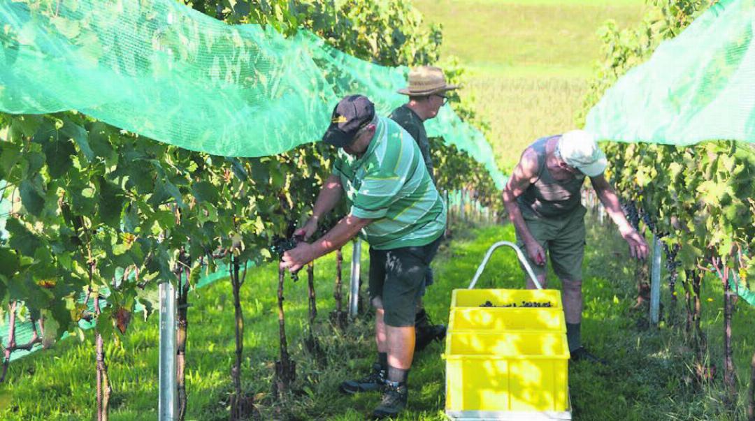 Die Weinlese ist ein Höhepunkt im Kalender eines Winzers. In Niederwil wurden hier vor 130 Jahren ebenfalls Reben angepflanzt. Dann lange nicht mehr. Durch die Ur-Niederwiler Pensionäre gibt es wieder Wein vom Dorf.