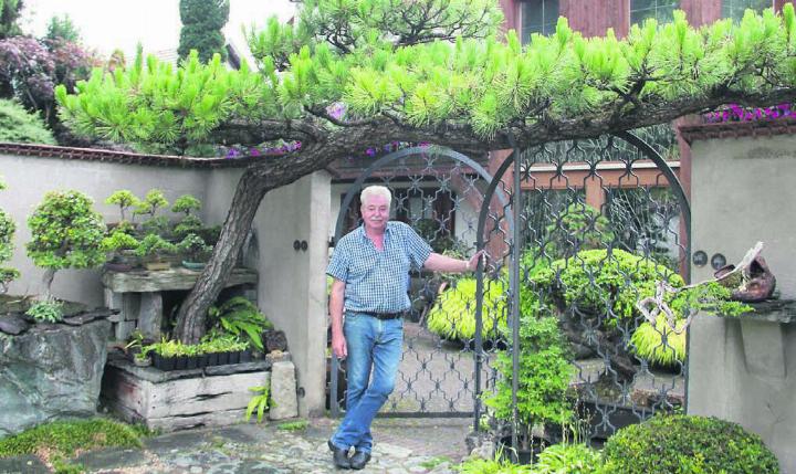 Pius Notter ist stolz auf seinen Garten und die Bonsais, die dank viel Geduld ihre ganze Schönheit präsentieren.