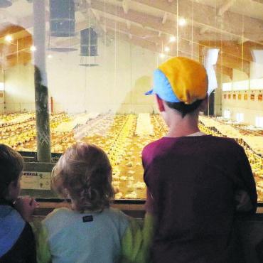 Traktoren, Bibeli und Geselligkeit - Kinder betrachteten die Bibeli in der Pouletmast durch ein Fenster.