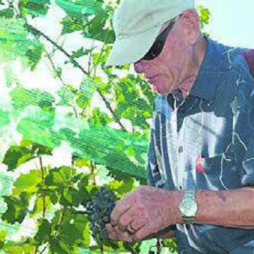 «Göttliches» aus Niederwil - Die Trauben wurden bei der Lese genau überprüft.