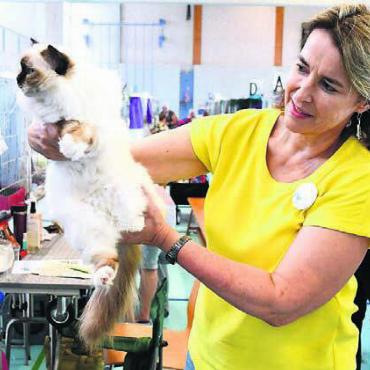 Im Katzenhimmel - Die Waltenschwilerin Stefanie Burkard präsentiert eine der Birma-Katzen aus ihrer eigenen Zucht.