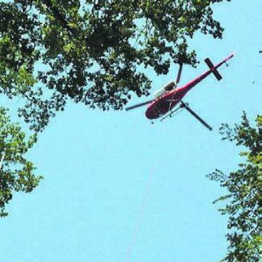 Gipfeltriebe mit dem Helikopter ernten - Der Helikopter im Einsatz in den Baumwipfeln. Bild: zg