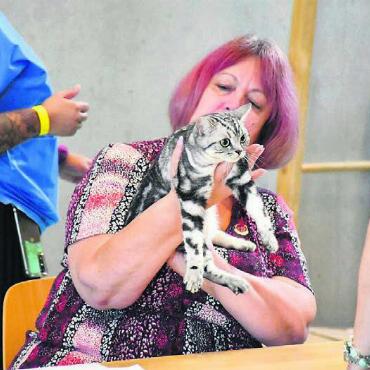 Im Katzenhimmel - Eine der Katzen wird von Richterin Lena Venclíková aus Tschechien inspiziert. Bilder: Josip Lasic