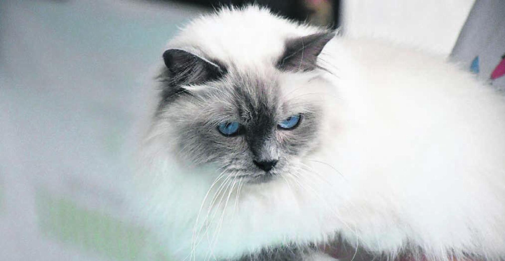 Der Rasse der Heiligen Birma war eine Sonderausstellung gewidmet. Diese Katzen fallen in erster Linie durch ihr helles Fell und die strahlend blauen Augen auf.