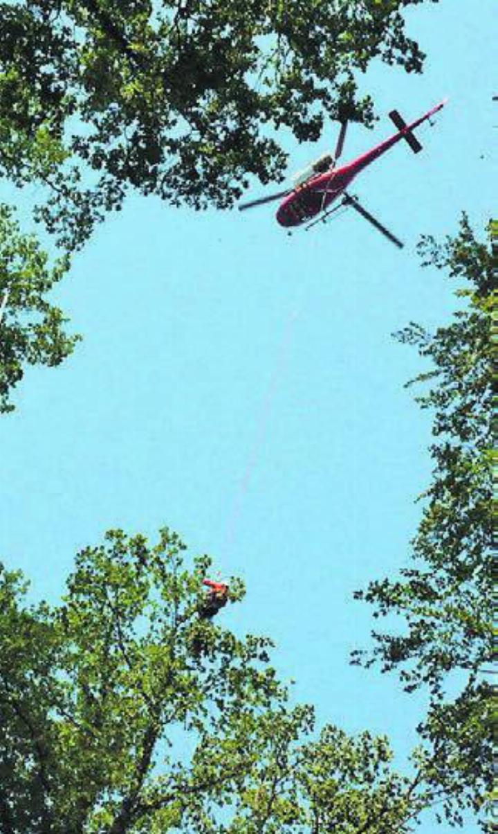 Der Helikopter im Einsatz in den Baumwipfeln. Bild: zg