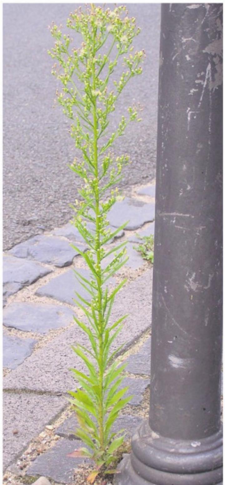 Kanadisches Berufkraut.